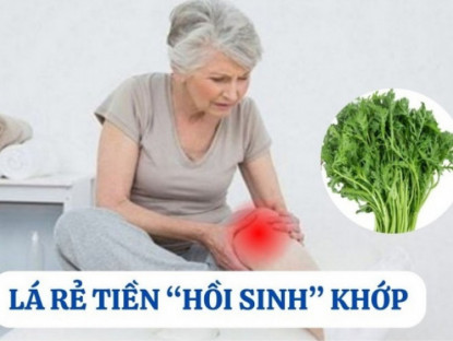 Thông tin doanh nghiệp - Loại lá rẻ tiền mọc đầy vườn nhưng lại là “khắc tinh” của bệnh xương khớp