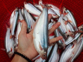 Loài cá lạ ở Việt Nam mang tên một loại trái cây, thịt toả mùi thơm, 700.000/kg vẫn được 