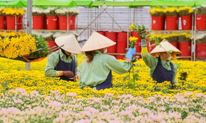 Kinh tế 24h: Chuỗi hoa tươi lớn nhất Việt Nam thâu tóm doanh nghiệp Australia - 2