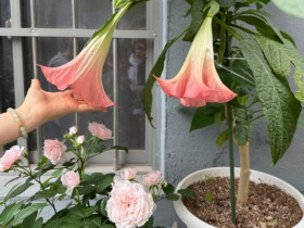 Ban công có 5 loại hoa, người nghèo nhà khó phát, nếu nhà bạn có hãy dọn ngay
