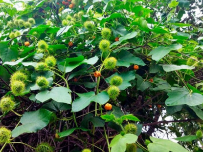 Kinh tế - Cây dại leo bờ rào hoá &quot;mỏ vàng&quot;, có tiền cũng khó mua