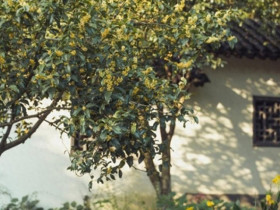 Cây quý có đầy ở Việt Nam rất được người Trung Quốc săn lùng, trồng trong sân như 