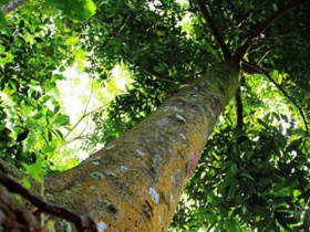 Loại cây gỗ quý của Việt Nam 
