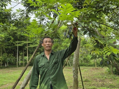 Kinh tế - Trồng loại cây cho quả &quot;quý như vàng&quot;, cả làng ở Bắc Ninh thu hàng tỷ đồng mỗi vụ