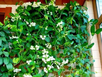 Gia đình - &quot;Vua bóng râm&quot; thơm hơn hoa dành dành, nở 360 ngày mỗi năm, trồng ở ban công phía Bắc thành thảm hoa đẹp hơn trầu bà