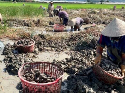 Kinh tế - Cây mọc dưới bùn đất &quot;đẻ ra tiền&quot;, xưa dành cho người nghèo nay thành đặc sản được săn lùng