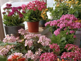 Người xưa dặn nhà có 5 loại hoa, con cháu không giàu sang cũng hưởng hạnh phúc, được bình an