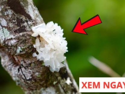 Thông tin doanh nghiệp - Mùa thu nhất định phải ăn 3 thực phẩm màu trắng “bổ tựa nhân sâm” này để giảm ho, phổi khỏe
