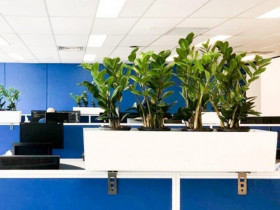 Loại cây giúp hóa giải sát khí phòng làm việc, đặt đúng chỗ là tài lộc kéo tới, thị phi biến mất, làm gì cũng thuận