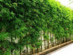 Tại sao một số nơi ở Mỹ cấm trồng tre? Tại sao người xưa lại sợ khi thấy cây tre nở hoa?