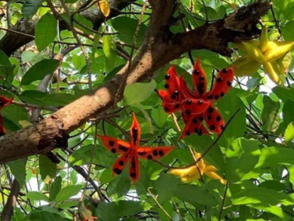Kinh tế - Lộc rừng từ trên cây bay xuống đất, đến mùa dân nhặt bán &quot;hốt bạc&quot;, ở Trung Quốc giá 200.000 đồng/kg