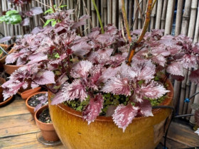 10 loại rau giải độc gan dễ trồng tại nhà, trồng một lần ăn quanh năm, gan khỏe mỗi ngày