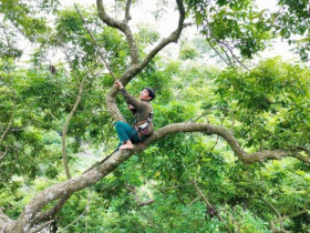 Theo chân người dân đi hái quả trên 