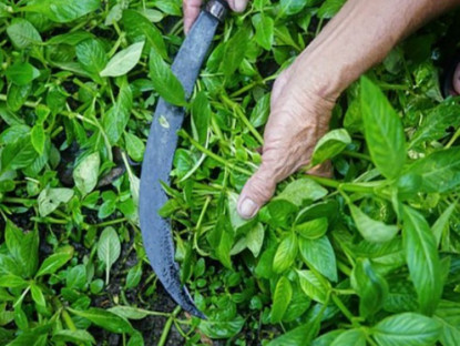 Kinh tế - Cây mọc dại bờ rào hóa &quot;mỏ tiền&quot;, dân trồng 3 tháng là thu hoạch, thành đặc sản ở thành phố