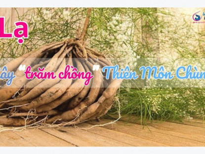 Thông tin doanh nghiệp - Lạ loài cây “trăm chồng” Thiên Môn Chùm, cải thiện ít sữa sau sinh ít ai biết