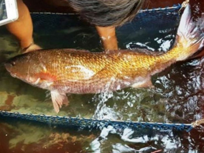 Kinh tế - Loài cá lạ cả thế giới săn đón, trong bụng chứa &quot;báu vật&quot; bằng cả gia tài, ở Việt Nam cũng tìm thấy