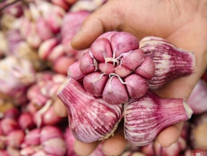 Gia đình - Tỏi bán đầy chợ nhưng có 5 củ này đừng mua, ngay cả người bán rau cũng không ăn, hãy nhanh nhắc nhở gia đình