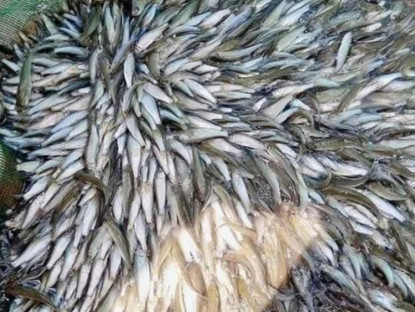 Kinh tế - &quot;Lộc trời&quot; chỉ xuất hiện một lần trong năm, xưa dành cho người nghèo nay giá tới nửa triệu đồng/kg