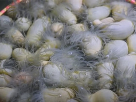 Việt Nam có 2 loại hải sản được ví như 
