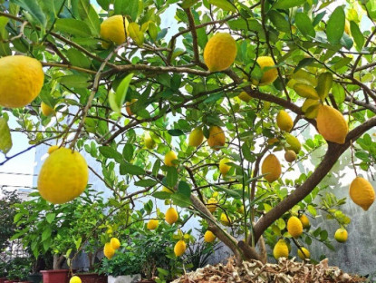 Gia đình - 10 loại cây “đẻ ra vàng” trồng trong nhà giúp hút tài chiêu lộc, xua đuổi tà khí, bồi bổ sức khỏe cho cả nhà