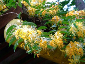 Loài hoa được mệnh danh là “vương dược”, vừa bổ thận vừa dưỡng gan, trồng trong nhà còn mang tới tài lộc