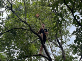 Loại cây xưa nhiều nhà chặt bỏ giờ hoá “mỏ vàng”, hái quả bán được hàng chục triệu đồng
