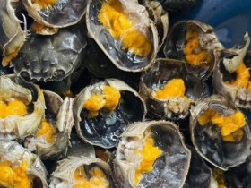 Loài cua độc nhất vô nhị ở Bắc Ninh vào mùa, hơn nửa triệu đồng/kg, khó mua hơn cua biển