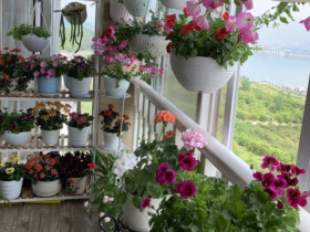 3 loài hoa Thần Tài “rất ưa”, vào nhà giàu thường thấy trồng ở ban công