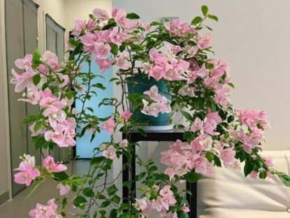 Gia đình - Tại sao trồng hoa giấy trong nhà là đại kỵ? 4 người này đừng trồng mà tiền mất tật mang, đây không phải mê tín