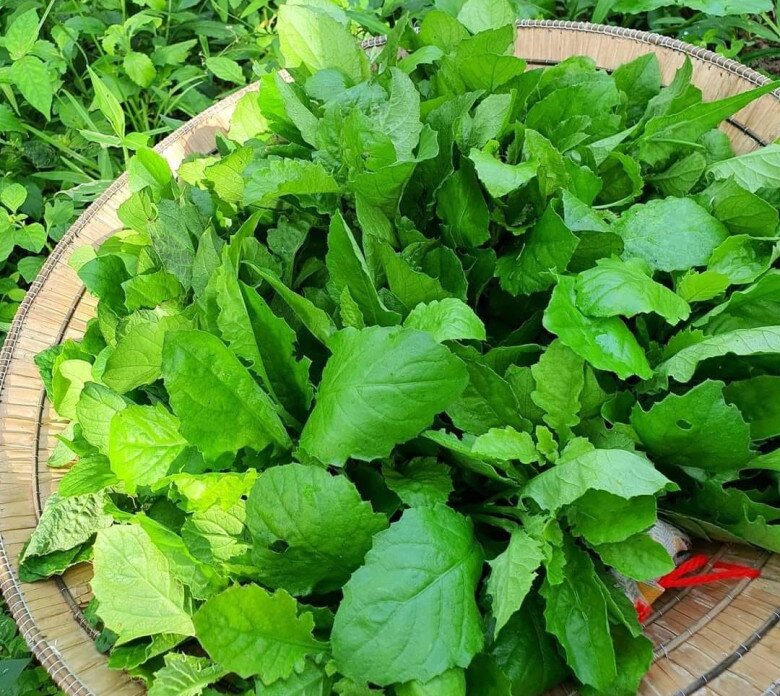 Cây này nghe tên lạnh cả gáy, xưa cho lợn ăn nay thành đặc sản, giá trên dưới 100.000đ/kg, cứ nhắc đến là ai cũng thích - 1