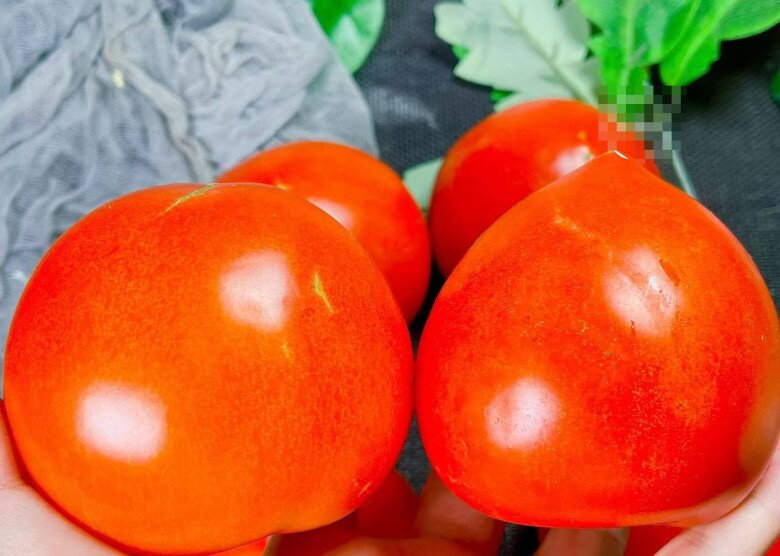 Mua cà chua nên chọn “đầu tròn” hay “đầu nhọn”? Người trồng mách có sự khác biệt lớn, đừng chọn nhầm kẻo lãng phí - 1