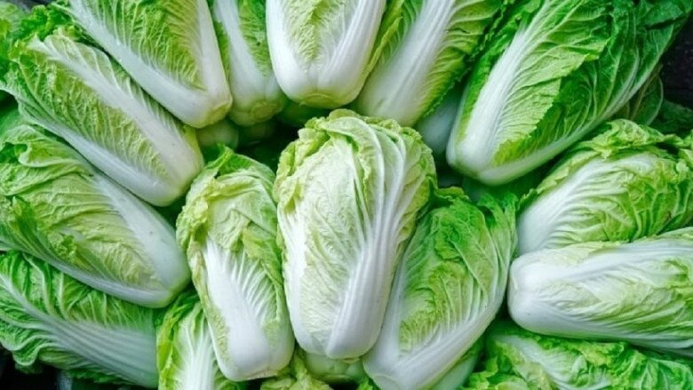 Mua cải thảo nên chọn cây xanh hay trắng, người trồng mách đừng có mua nhầm kẻo nấu xong mất ngon - 3