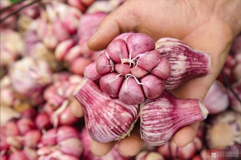 Tỏi bán đầy chợ nhưng có 5 củ này đừng mua, ngay cả người bán rau cũng không ăn, hãy nhanh nhắc nhở gia đình - 3