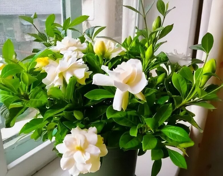 3 cây này được ví là &#34;con cưng&#34; của Thần Tài, thơm như nước hoa Pháp, trồng ở ban công hương bay khắp nhà - 5