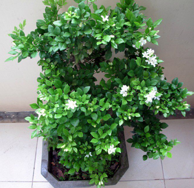 3 cây này được ví là &#34;con cưng&#34; của Thần Tài, thơm như nước hoa Pháp, trồng ở ban công hương bay khắp nhà - 4
