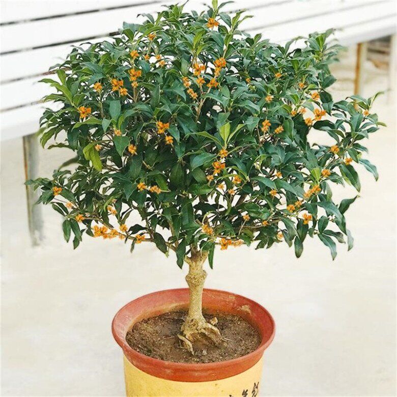 3 cây này được ví là &#34;con cưng&#34; của Thần Tài, thơm như nước hoa Pháp, trồng ở ban công hương bay khắp nhà - 2