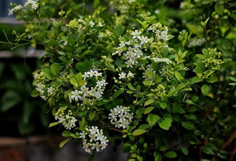 3 cây này được ví là &#34;con cưng&#34; của Thần Tài, thơm như nước hoa Pháp, trồng ở ban công hương bay khắp nhà - 3