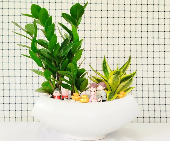 4 loại cây “thần tài” nổi tiếng nhưng nhiều người vẫn ghét bỏ, vứt đi không thương tiếc - 1