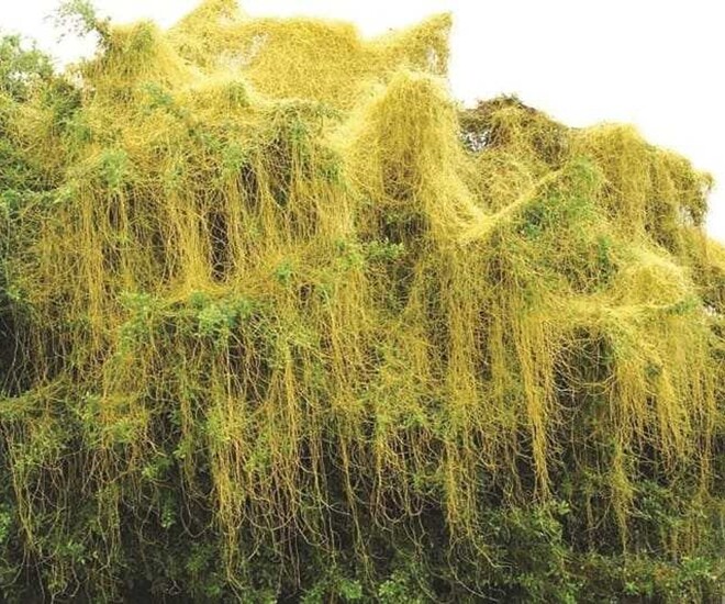 Cây dại leo bờ rào nay thành đặc sản giá 150.000 đồng/kg, vừa giúp thanh nhiệt vừa bổ thận, trồng tại nhà tình tiền “lên hương” - 1
