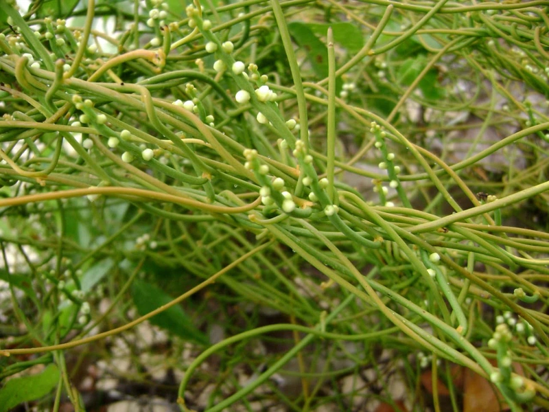 Cây dại leo bờ rào nay thành đặc sản giá 150.000 đồng/kg, vừa giúp thanh nhiệt vừa bổ thận, trồng tại nhà tình tiền “lên hương” - 2