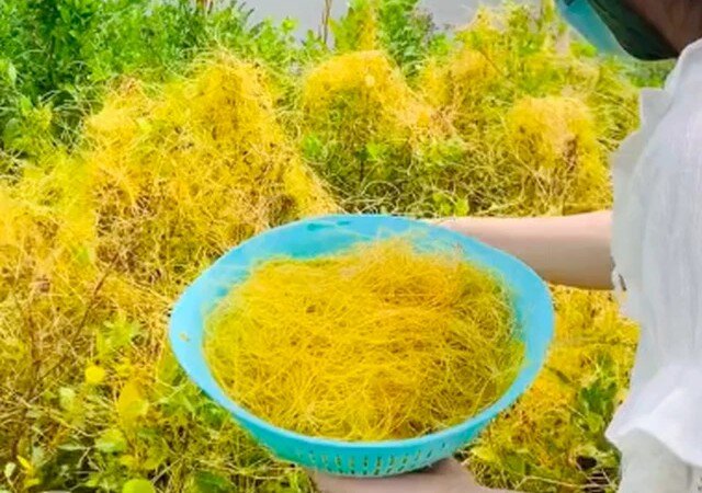 Cây dại leo bờ rào nay thành đặc sản giá 150.000 đồng/kg, vừa giúp thanh nhiệt vừa bổ thận, trồng tại nhà tình tiền “lên hương” - 3
