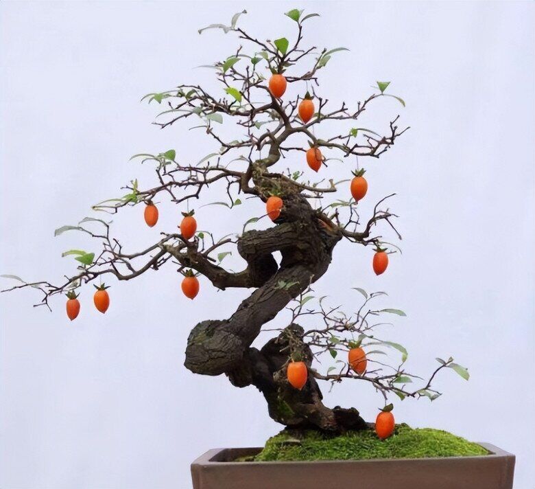 Chẳng trách người giàu thích 4 cây này, hóa ra chúng “sinh ra đã có vàng”, càng trồng lâu càng có giá - 2