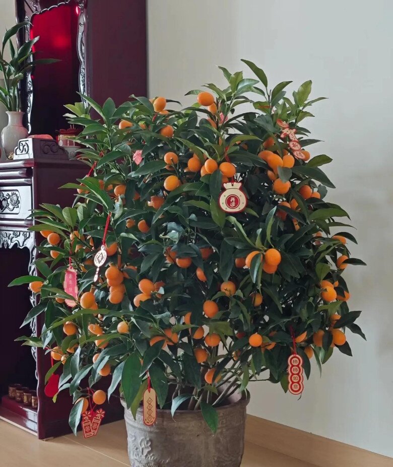 Chẳng trách người giàu thích 4 cây này, hóa ra chúng “sinh ra đã có vàng”, càng trồng lâu càng có giá - 6