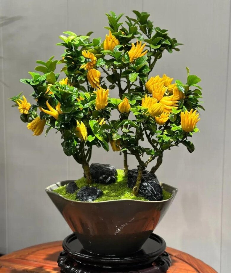Chẳng trách người giàu thích 4 cây này, hóa ra chúng “sinh ra đã có vàng”, càng trồng lâu càng có giá - 3