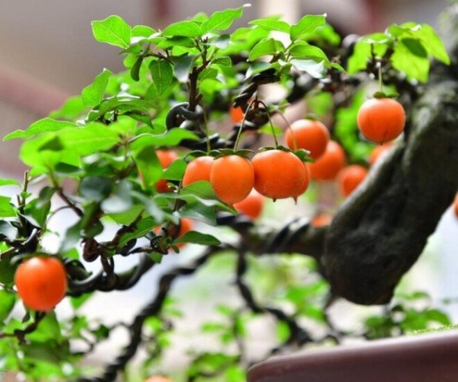 Chẳng trách người giàu thích 4 cây này, hóa ra chúng “sinh ra đã có vàng”, càng trồng lâu càng có giá - 1