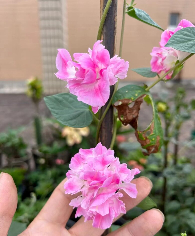 Chàng trai 10X trồng hoa dại, biến ban công thành “biển hoa rực rỡ”, chỉ cần ngẩng đầu là thấy mùa hè - 2