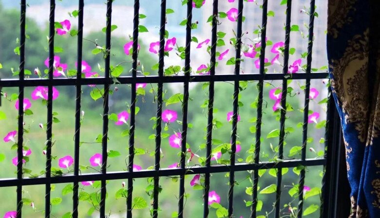 Chàng trai 10X trồng hoa dại, biến ban công thành “biển hoa rực rỡ”, chỉ cần ngẩng đầu là thấy mùa hè - 3
