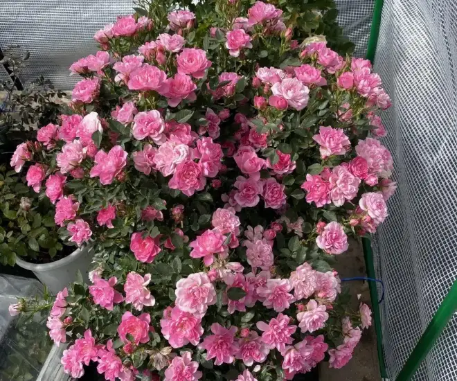 Đây là 3 loại phân đạm, lân, kali có sẵn trong nhà, cây lúc nào cũng xanh mơn mởn, hoa nở rộ quanh năm - 1