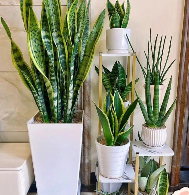 Đừng chỉ tưới nước lã cho cây lưỡi hổ, thêm thứ này vào tưới 1 tháng/lần, lá xanh như ngọc, cây cao tới 2m - 4