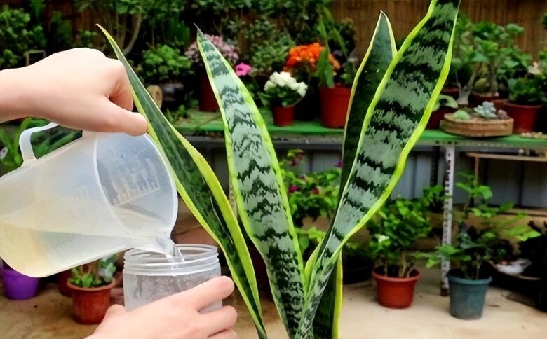 Đừng chỉ tưới nước lã cho cây lưỡi hổ, thêm thứ này vào tưới 1 tháng/lần, lá xanh như ngọc, cây cao tới 2m - 2